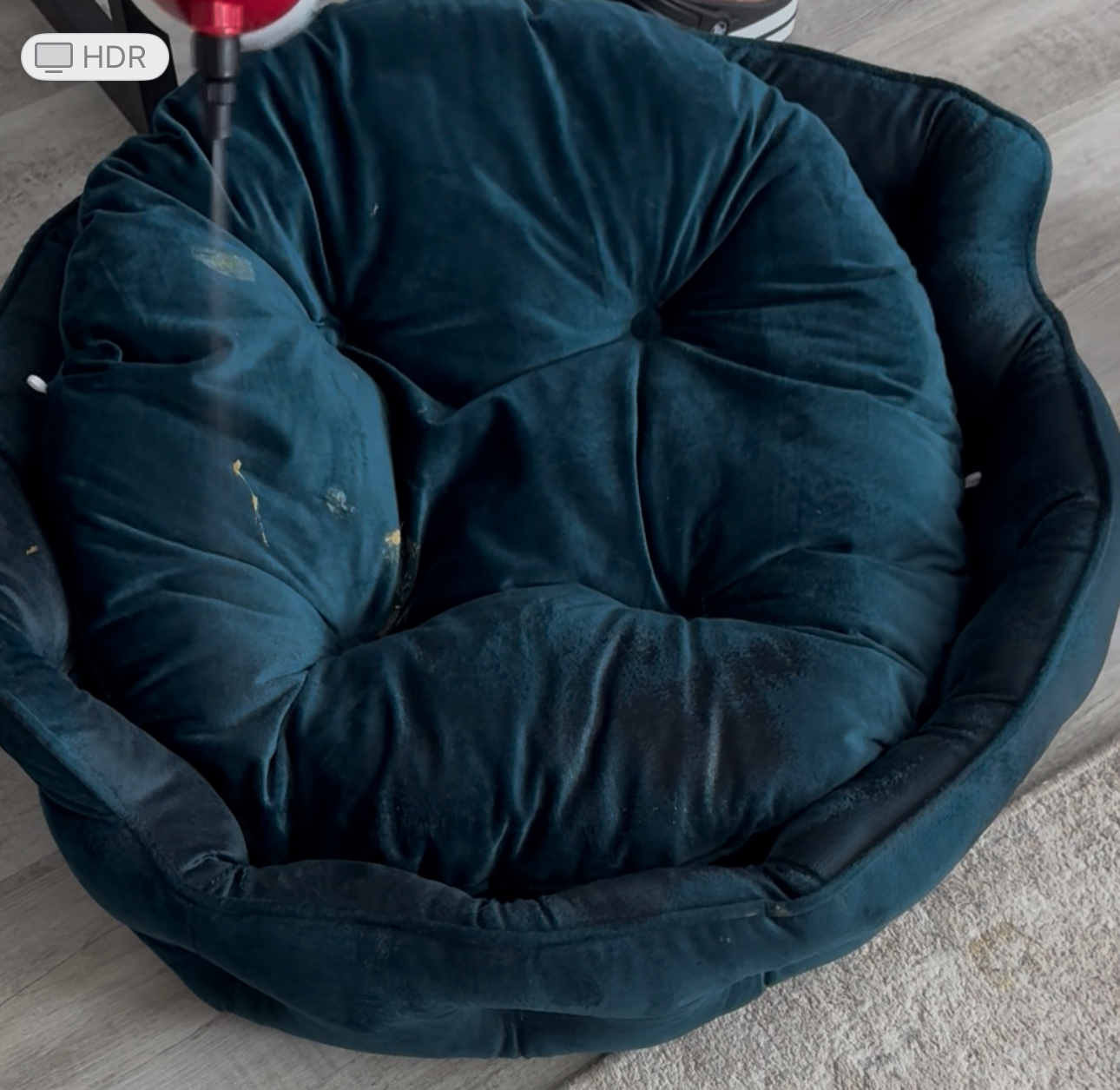 Teal velvet pet bed being deep cleaned